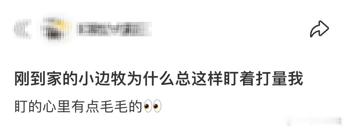 刚到家的小边牧为什么总这样盯着打量我👀 ​​​