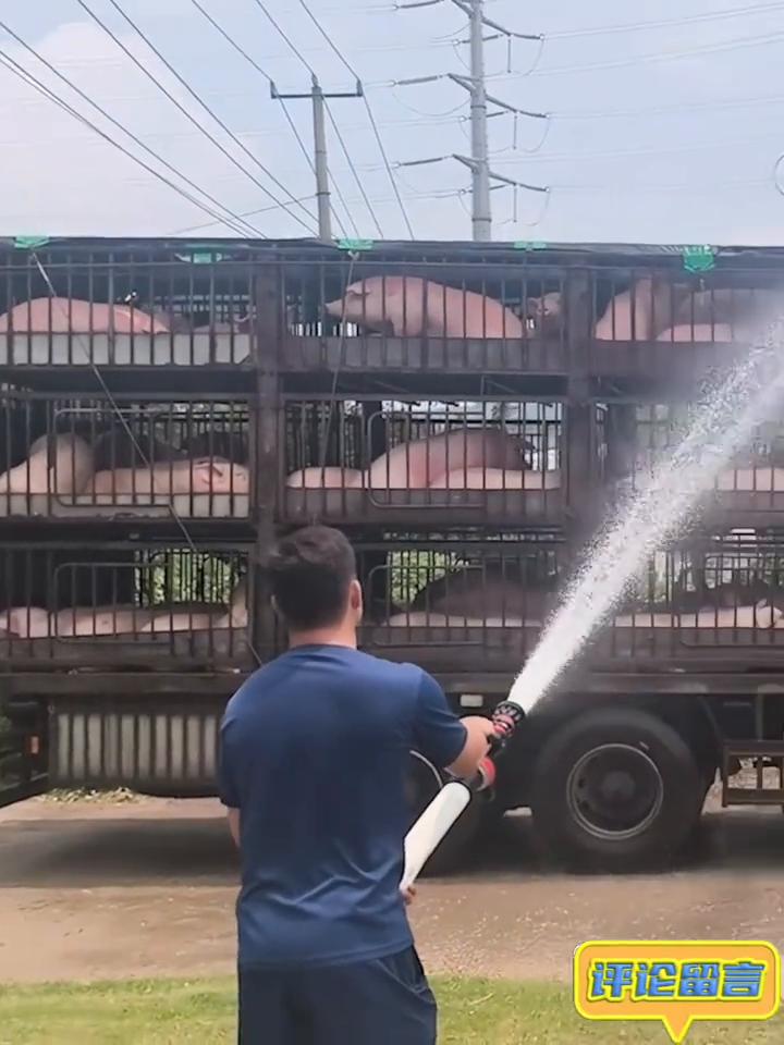百余头活猪中暑几乎晕厥，司机求助消防站。
近日江苏徐州，经过近50分钟降温，百余
