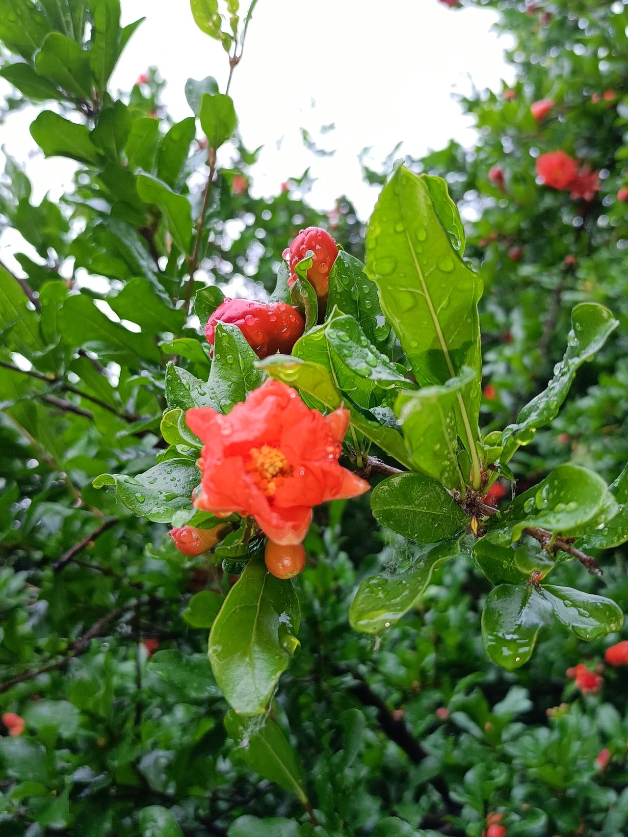 晒图笔记大赛漂亮的石榴花开了！5月是石榴花盛开的季节，碧绿的叶子，火红的花，人见