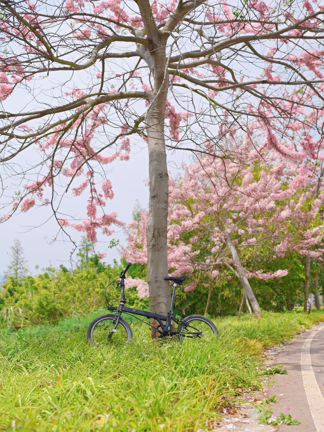 发现宝藏骑行路线｜骑去春天的油画风景里🚲