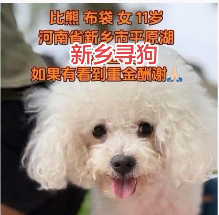 @所有人 重金寻狗！！
地点：新乡市平原湖北湖
狗狗名字：布袋
年龄：11岁 雌