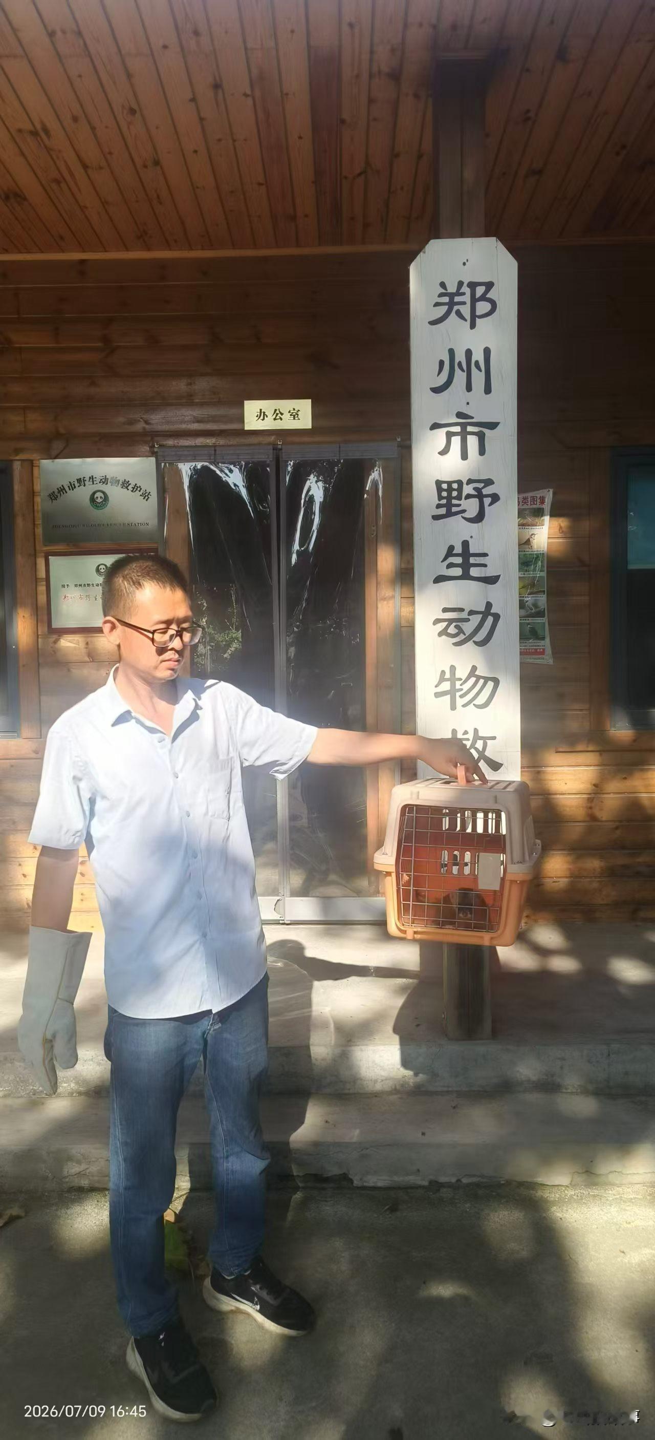 黄大仙儿也需要救助？！
2026年7月9日郑州市野生动物救护站工作人员，前往郑州