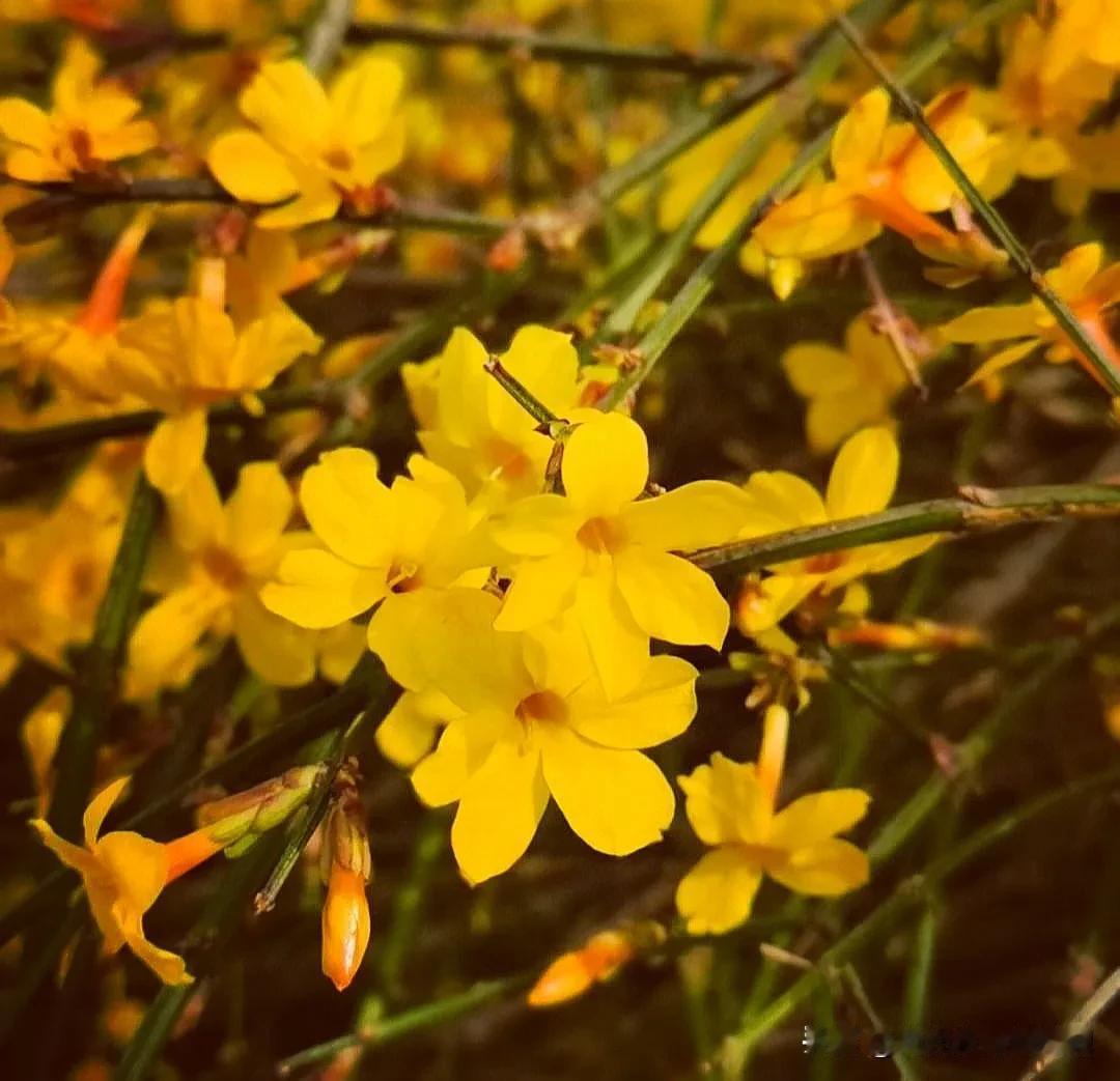 行香子 春光
文/范光永
      柔暖阳光，和畅春风。人间佳节喜相逢。异乡游