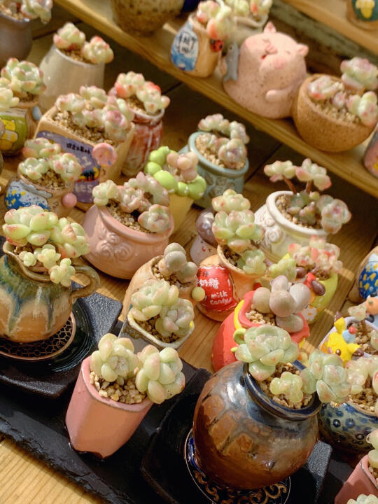 E姐多肉花盆｜以后要坚持多拍拍