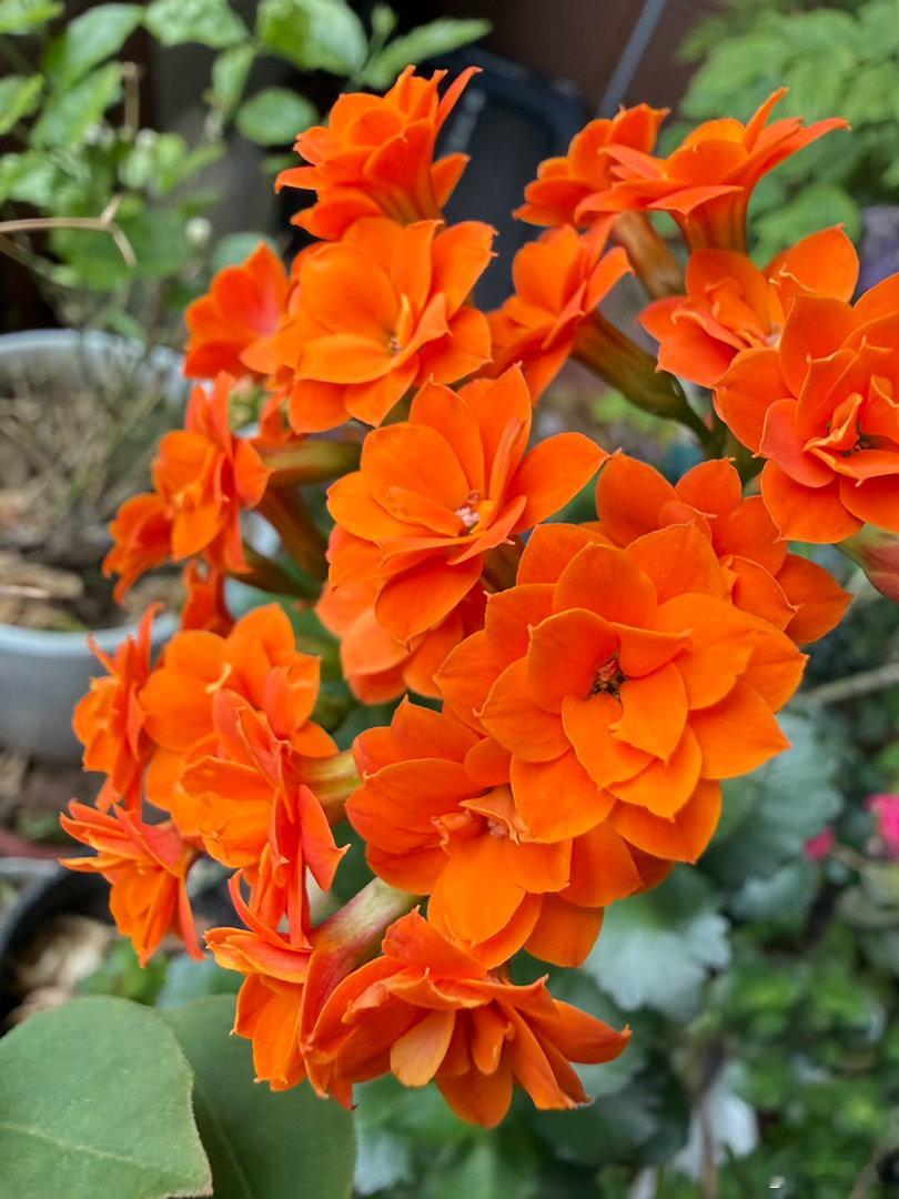 鲜花盛开 