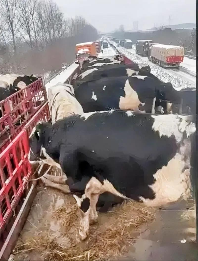 湖北高速“牛”事：雪困牛车，冷冬物流的“温度”挑战


你听说了吗？湖北高速上最