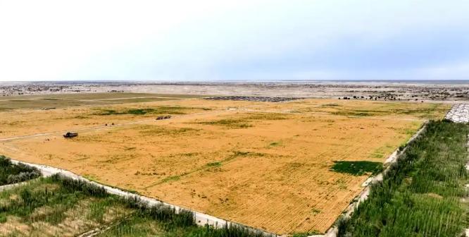 万万没想到，中国工程闹了个大“乌龙”！原本以为在沙漠种小麦产量会很低，不料一亩地