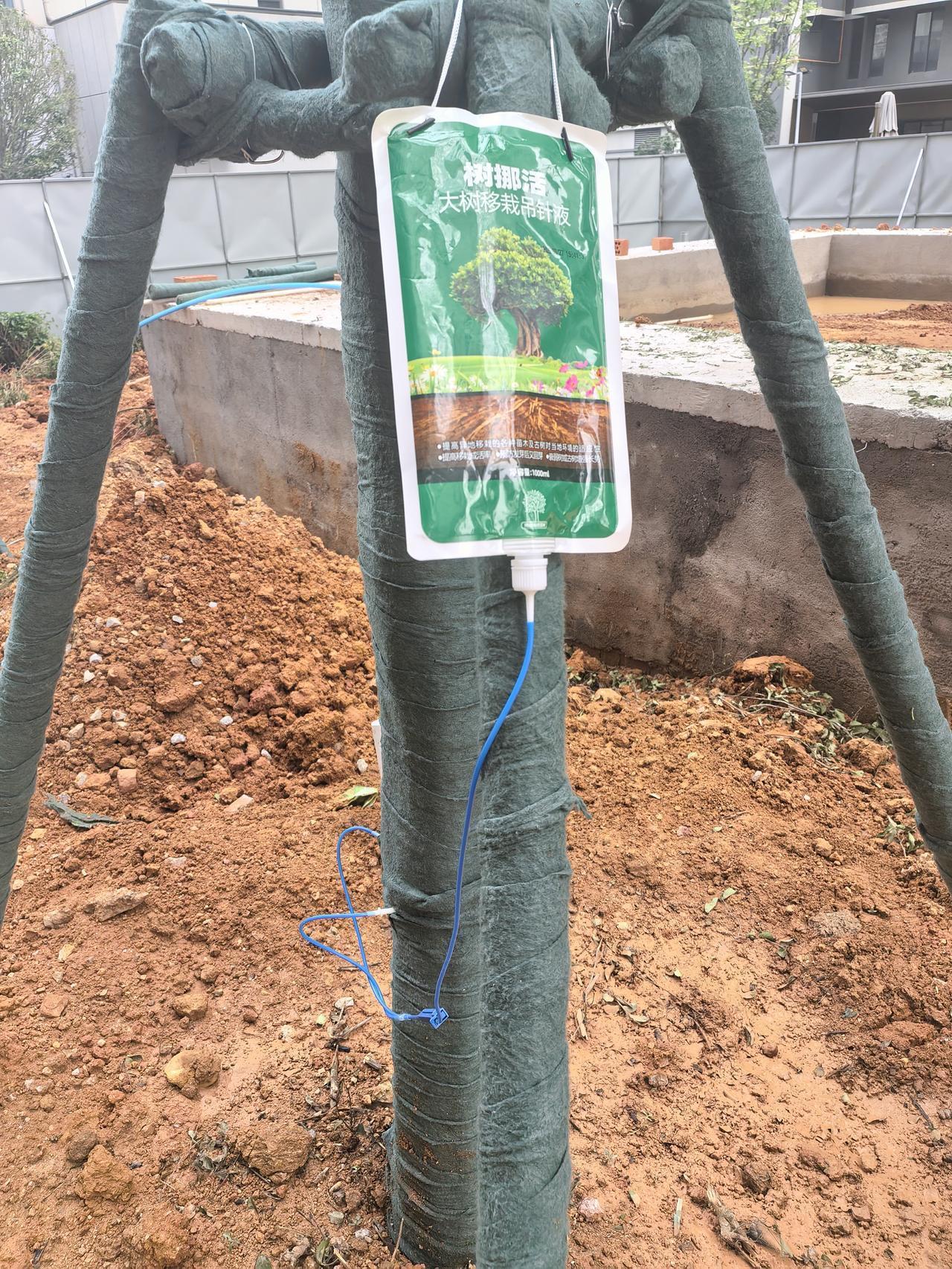 内行看门道，外行看热闹，现栽的树也需要营养，这不蔔萄糖也挂上了[呲牙]