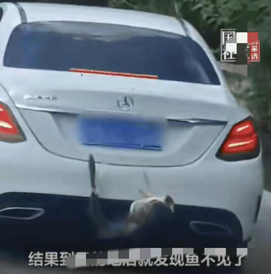 缘分来了挡不住！重庆一男子钓鱼收获12斤大鱼，心里美滋滋，特意拴在车尾，一路开车