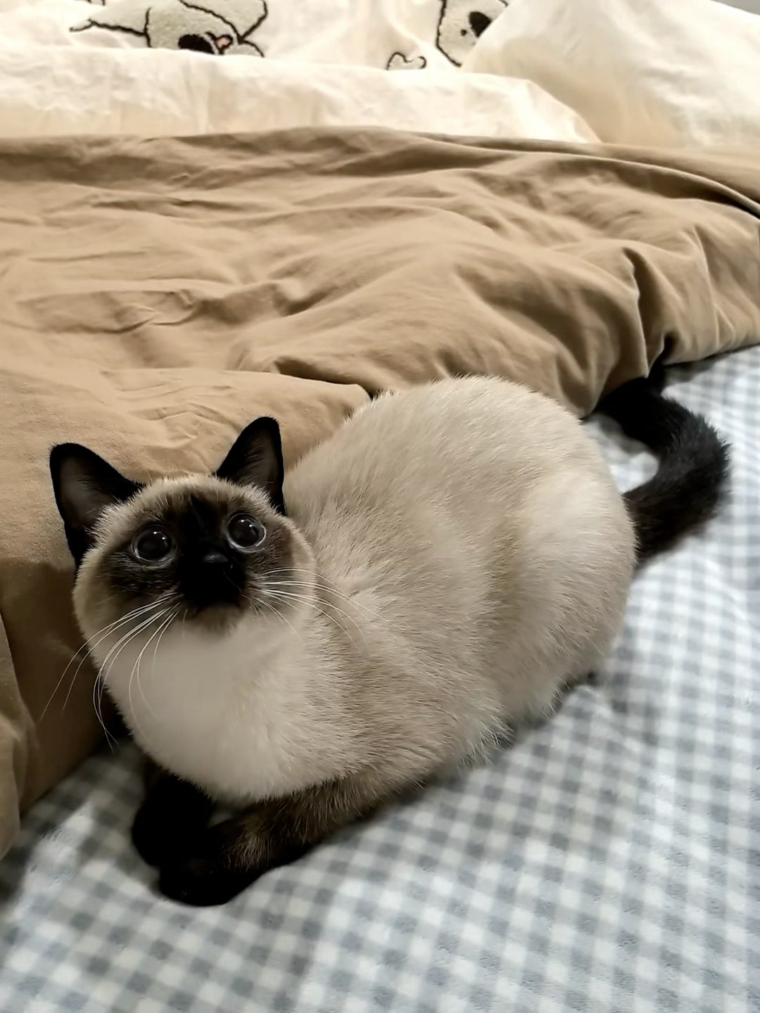 呆萌呆萌，可爱暹罗猫小猫咪🥰 