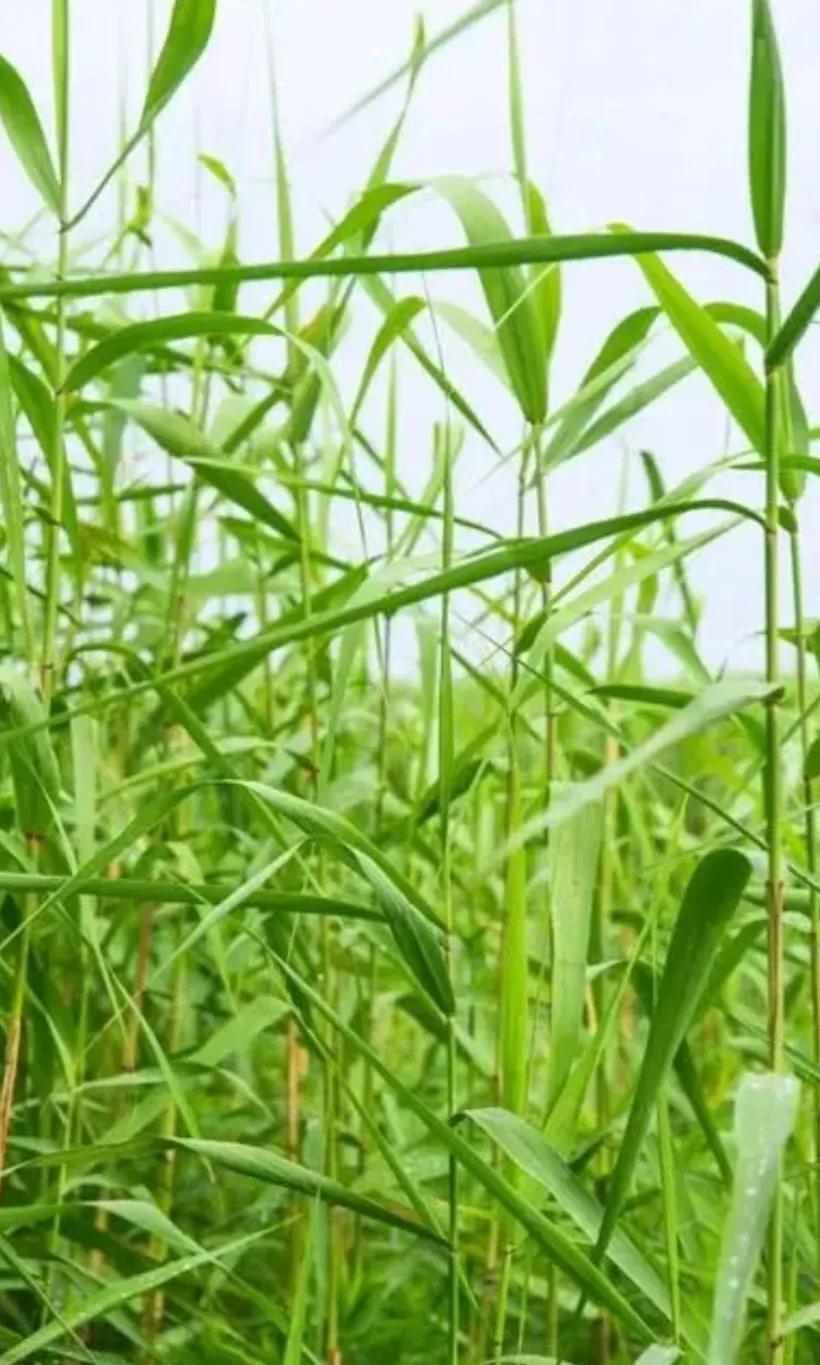 △新秋旧怀△
🌧🌸🌿🍒
初秋高温闹仍凶，
阴雨为我赠凉风。
旷野庄稼还色