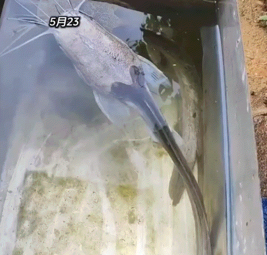 万万没有想到，一男子，一年前将一条活鱼放在家中角落的一个铁槽水池里，结果这一放，