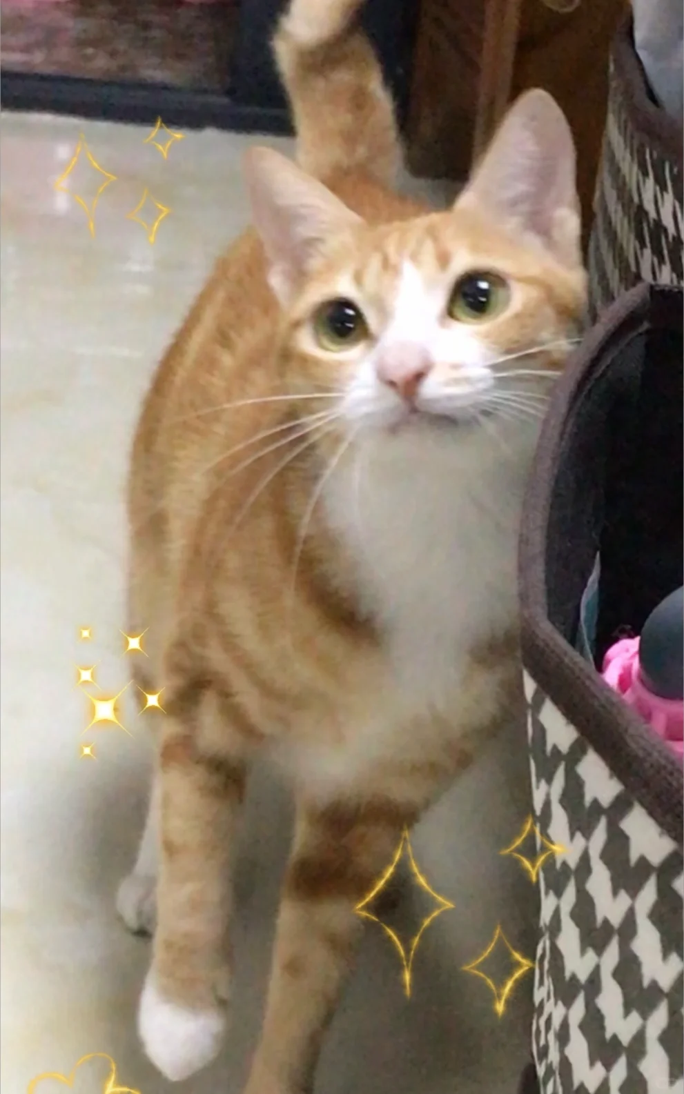 星星眼小猫咪✨