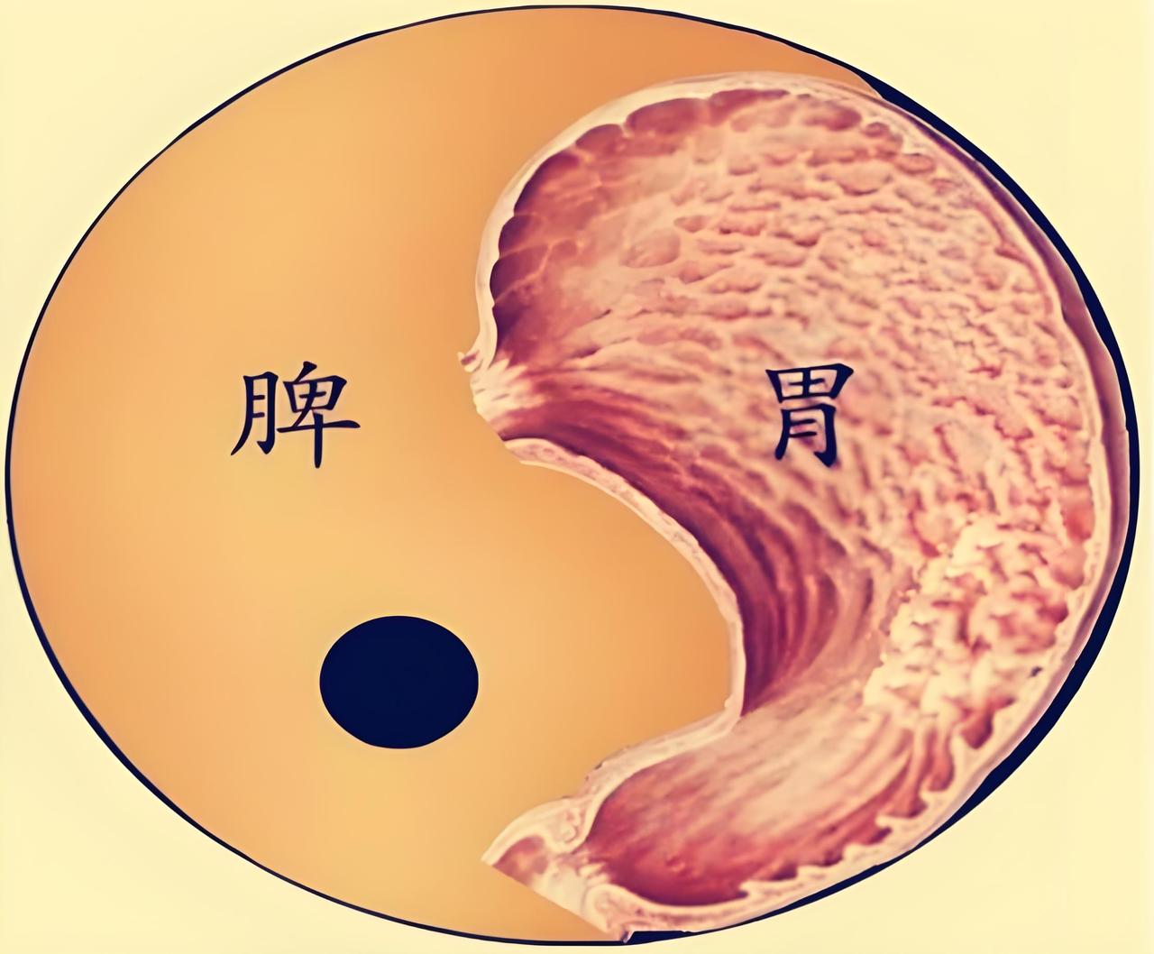 脾虚的4个阶段，看看你到了哪一步？老中医教你解决办法

1、脾气虚——四君子芄。