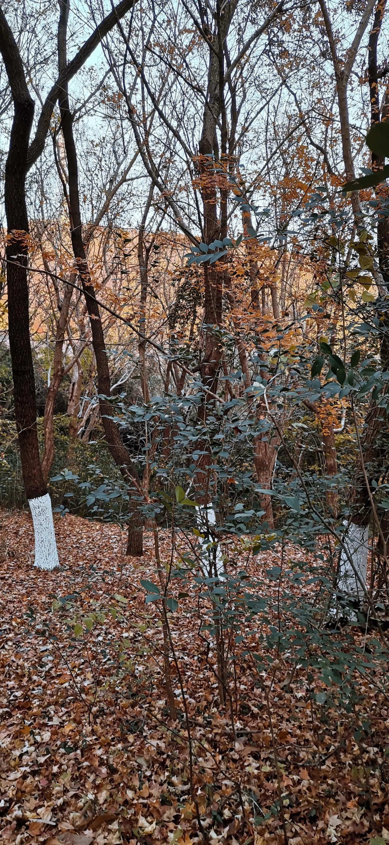 公园随手拍一路风景