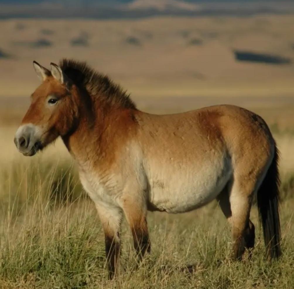 “马”词，被汉语利用到了极致
请看：一，马灯 、马弁、马凳、马勺、马扎、马厂、马