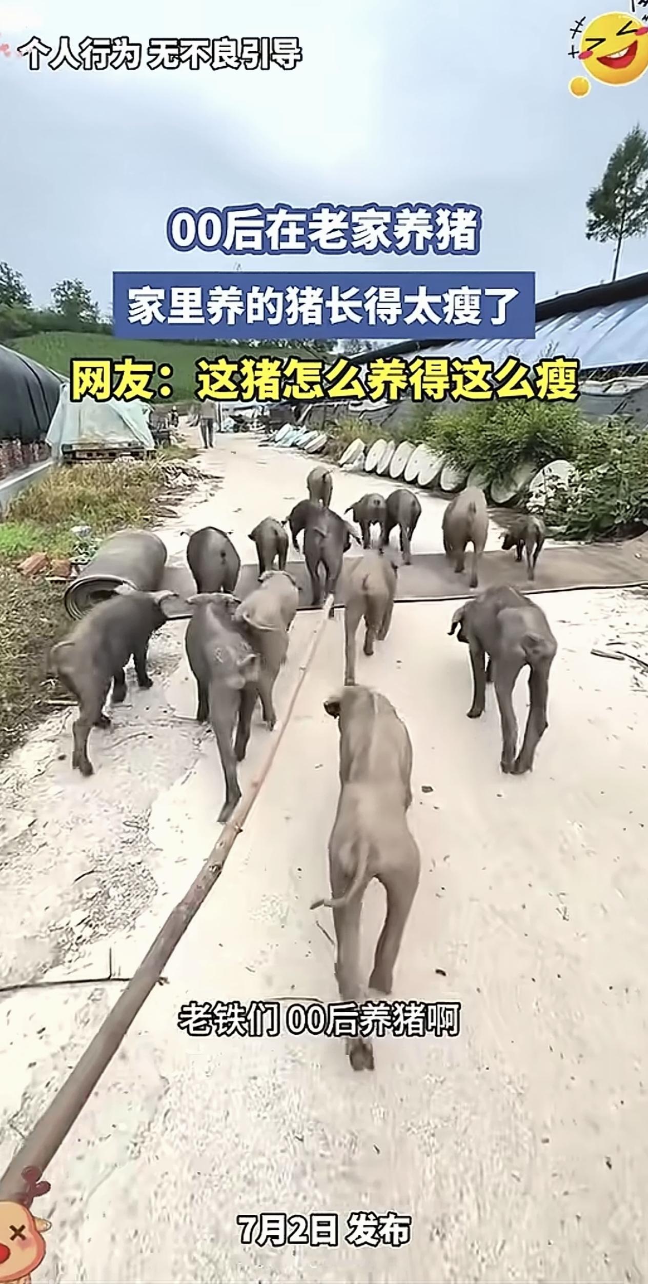 太搞笑了，00后在家养猪，乍一看还以为是狗🐕呢。

这位博主还自己说，毕业后在