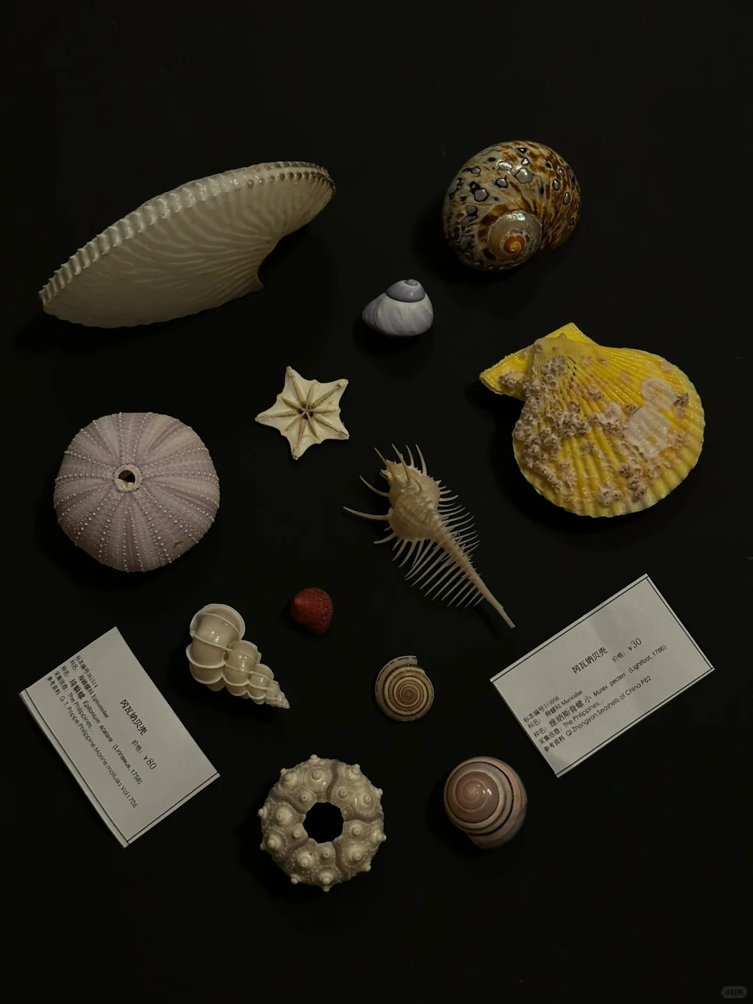 上海ccc全球贝壳展🐚小白战利品胡乱取名！