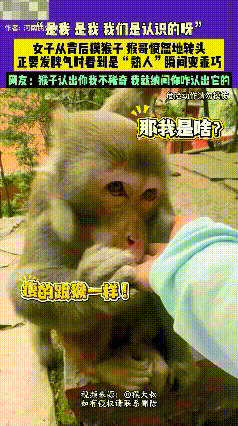 不可思议！贵州，一女子从背后摸猴子，不料，猴哥愤怒转头，正要气愤发脾气时，她突然