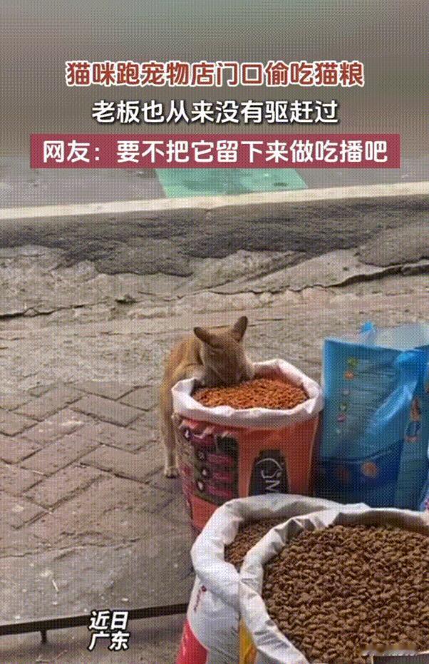 这是成精了！10月9人报道，广东一流浪猫经常跑到宠物店门口偷吃猫粮，有爱心的店主
