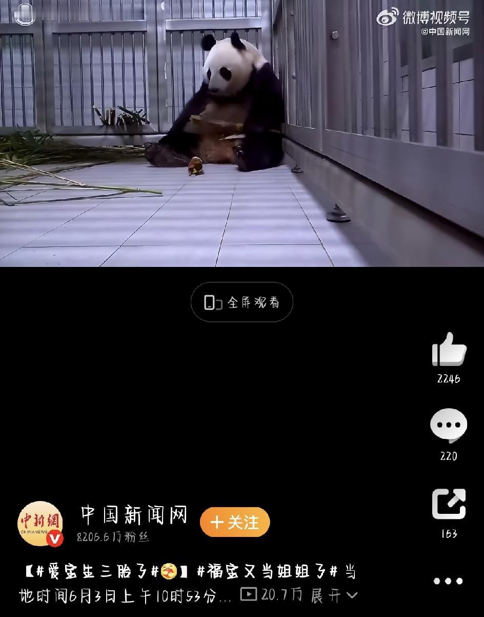 全网都在为一件事儿欢呼——旅韩大熊猫“爱宝”当妈啦！这回是她的第三个宝宝，消息一