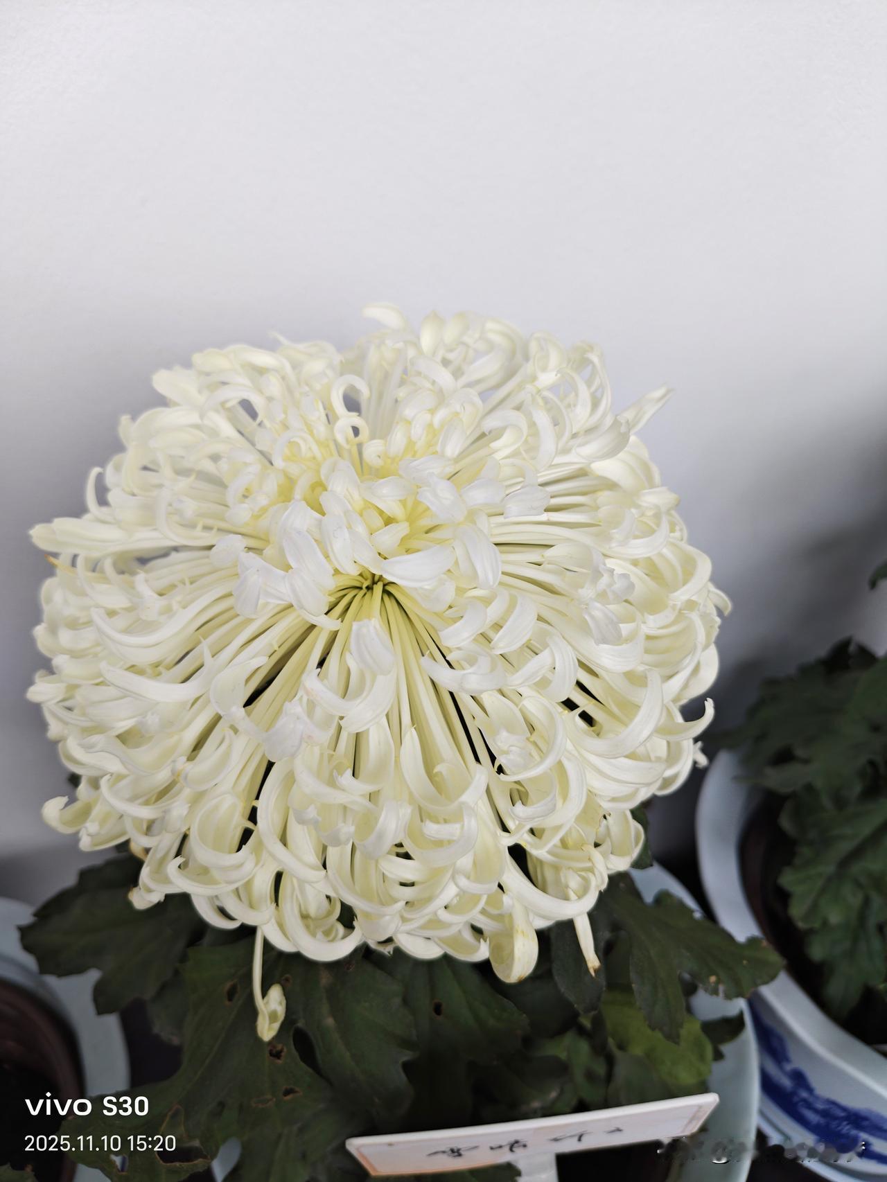 冬日生活打卡季