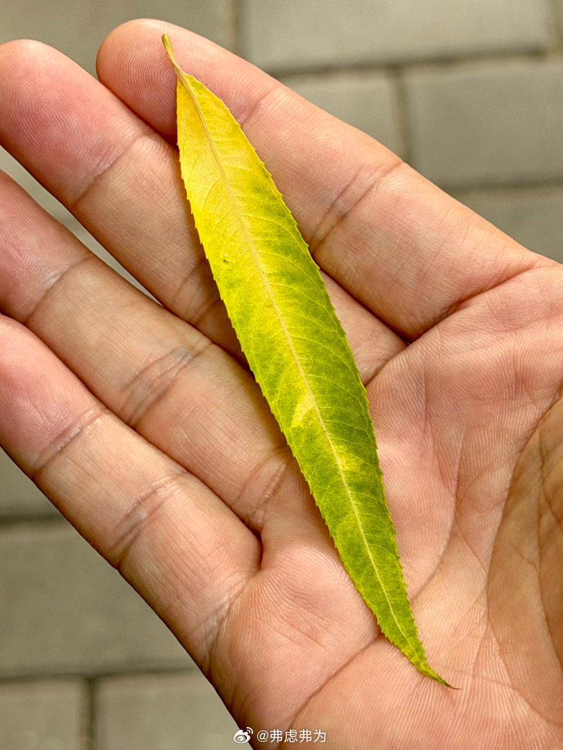 一枚很漂亮的落叶。 