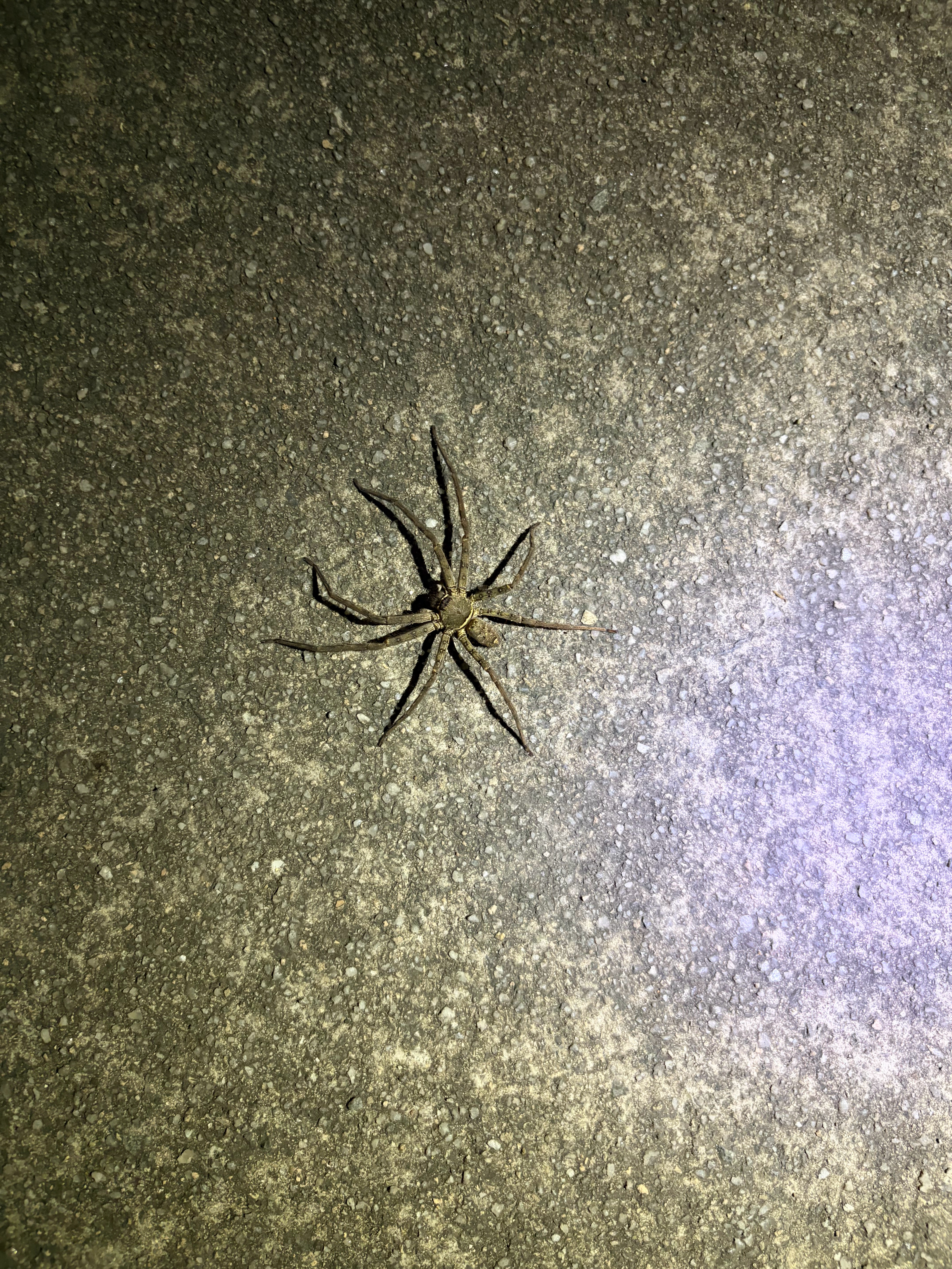 走着走着，偶遇蜘蛛侠🕷️ ​​​