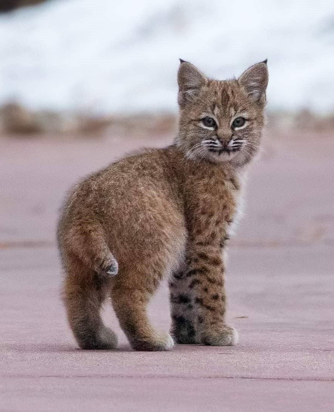 猞猁短尾猫 每次看Bobcat宝宝的照片，我都有一种孩子小小年纪需要扛起家庭重担
