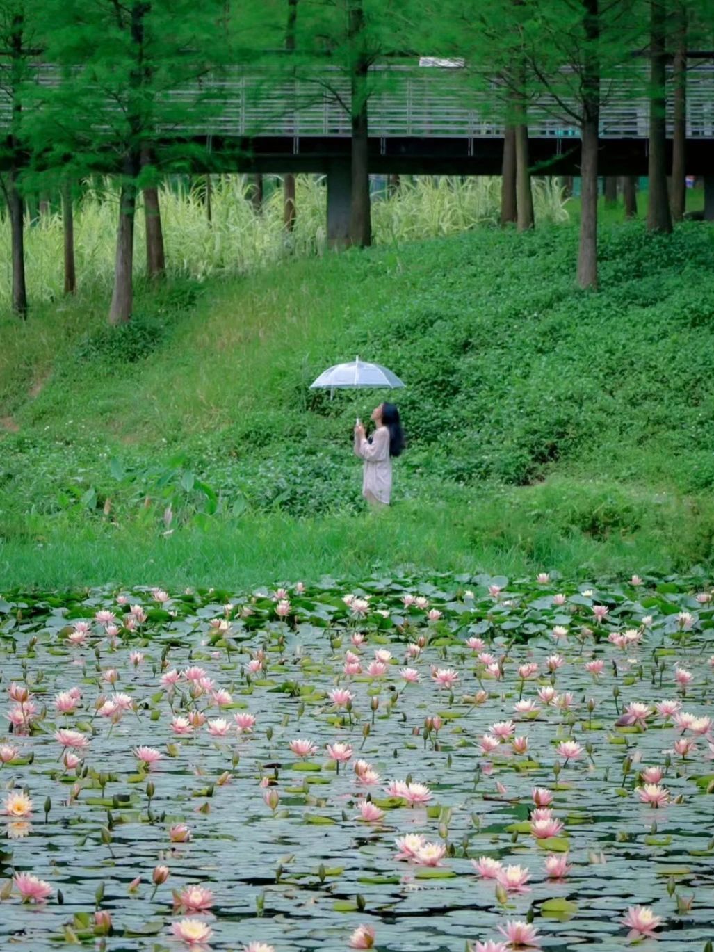 哇‼️广州满满一池睡莲花盛开啦🪷敲好看‼️