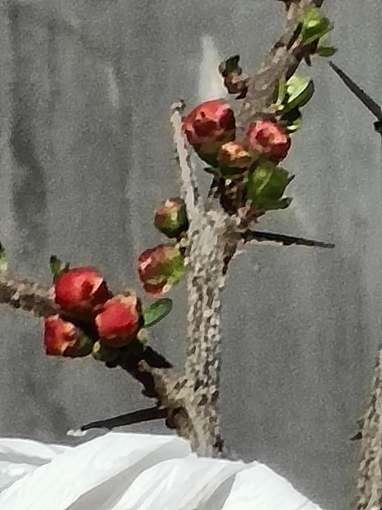 分享随拍的花春枝藏刺，花苞含红，待一场花开，赴一场春风。