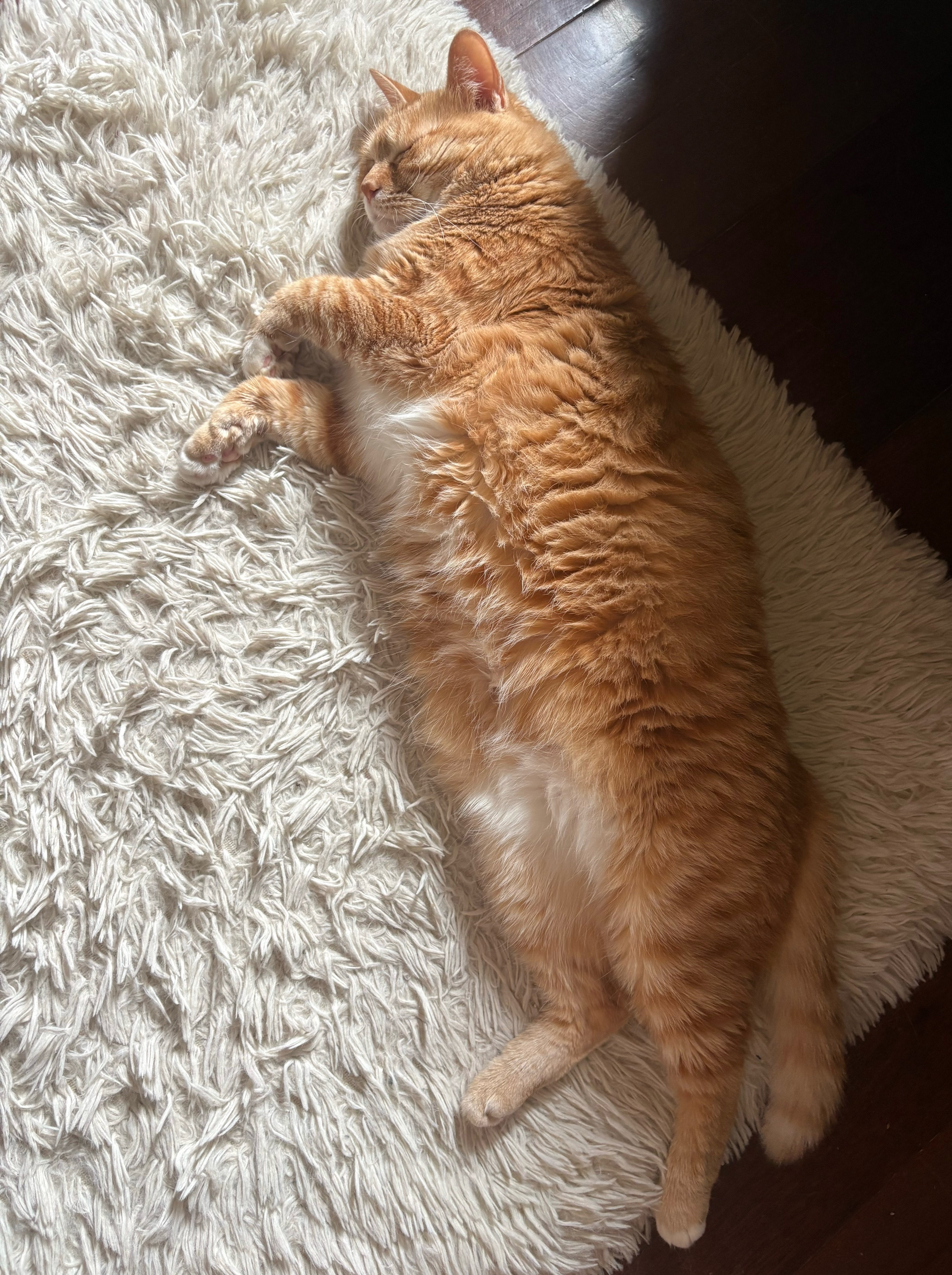 还是当小猫好啊 能吃能睡没有烦恼 