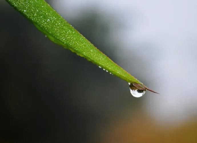 上联：白露如刀，减翠芳林偏润竹；
（竹古仄声）
下联：诗友请[玫瑰][玫瑰]
#