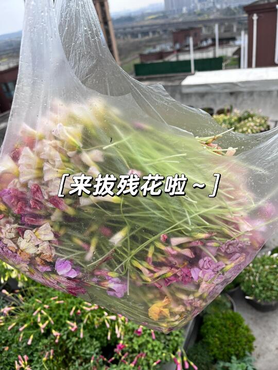 拔不完啊～拔不完～
