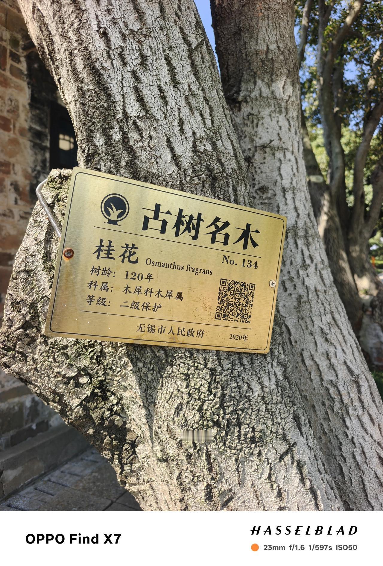 秋天的梅园，五彩灯会与桂花飘香
    记忆里，只有在春天去过梅园，梅花🌸是春