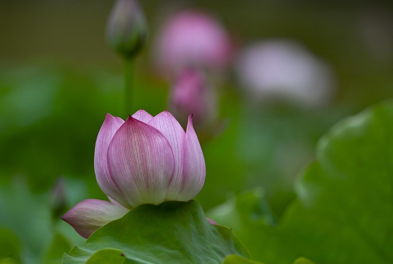 如果有缘，错过了还会重来；如果无缘，相遇了也会离开。聚有聚的理由，离有离的借口，
