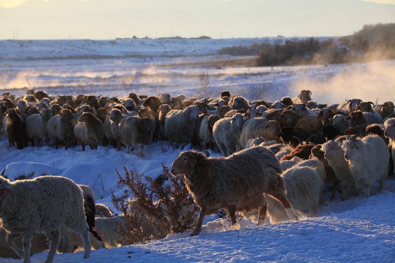 1月13日晚，呼伦贝尔新巴尔虎左旗一牧民家遭遇悲剧，200多只羊一夜死亡。起初传
