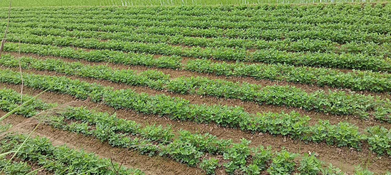 田园风光——漳州市长泰区林墩