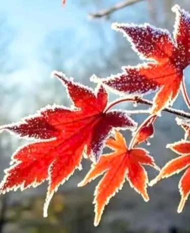 方圆天地，为头条联友对联/
杜鹃十里香凝路，
枫叶千山红艳天。
