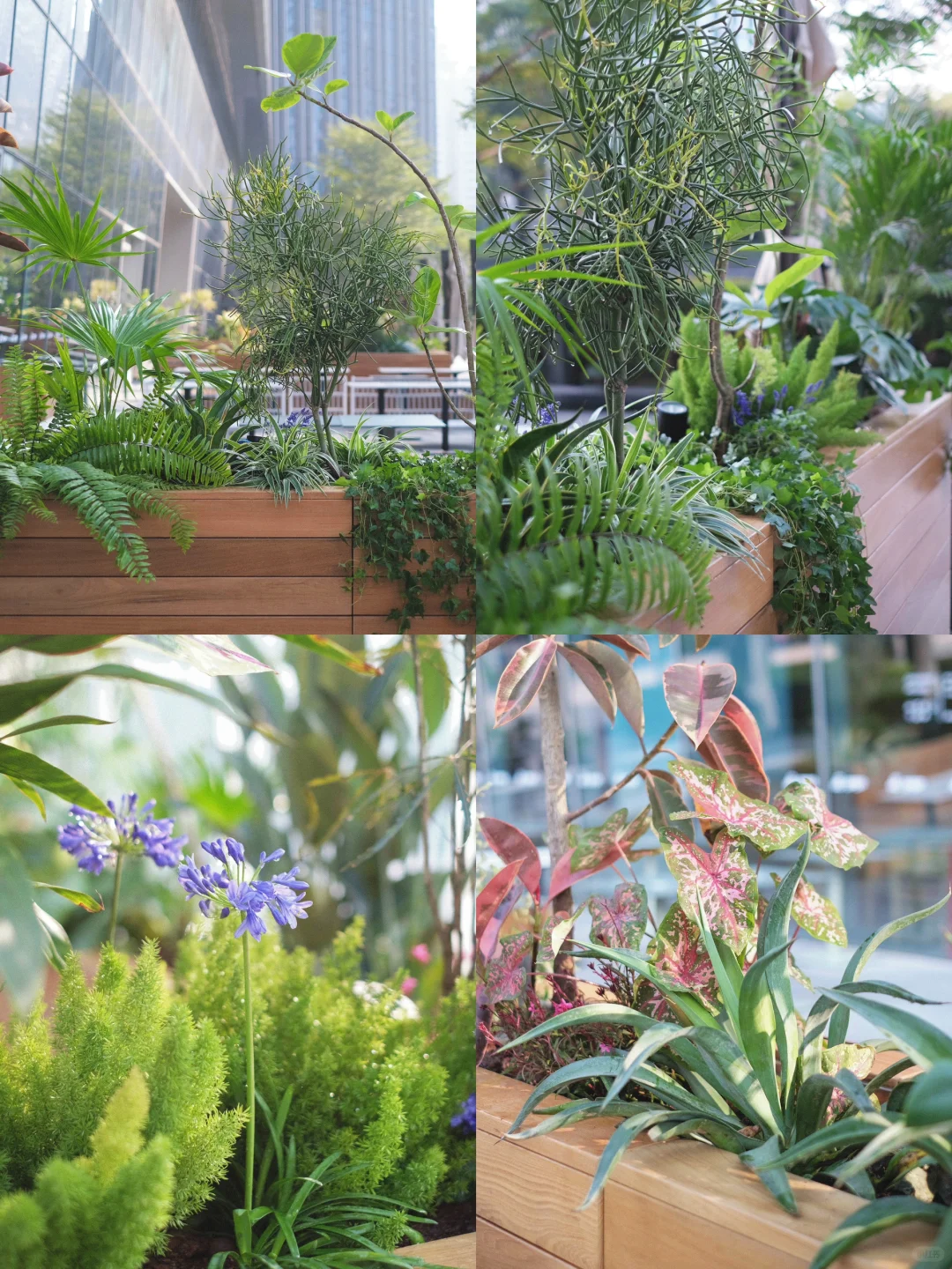 东植x gaga|野趣自然🍃趣味植物搭配