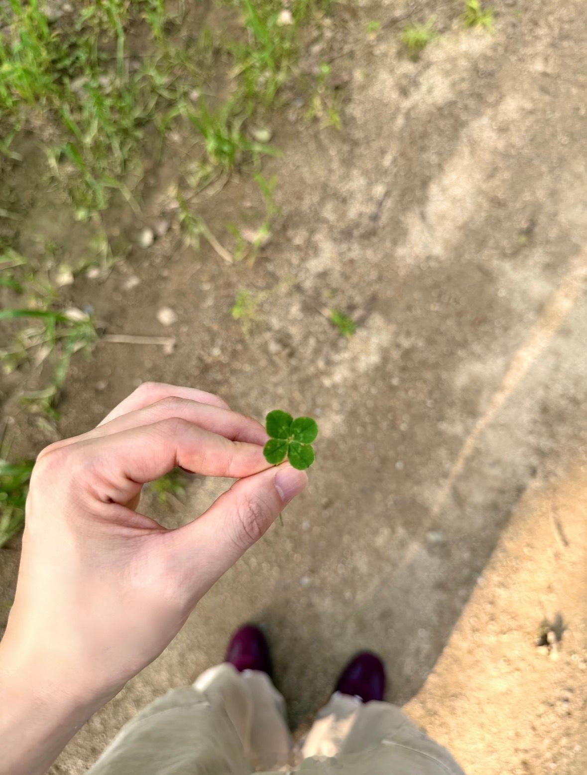 四叶草代表的是好运每一天🍀 