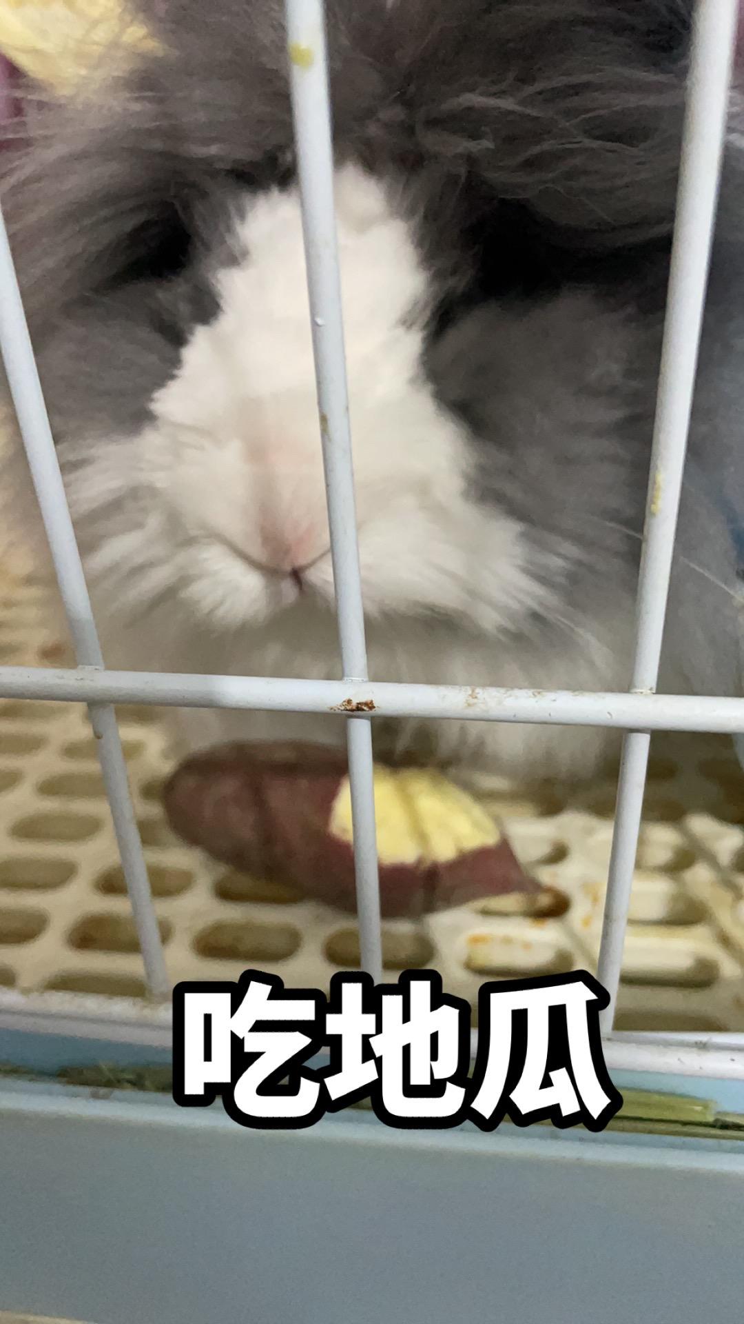 兔宝吃红薯了🍠