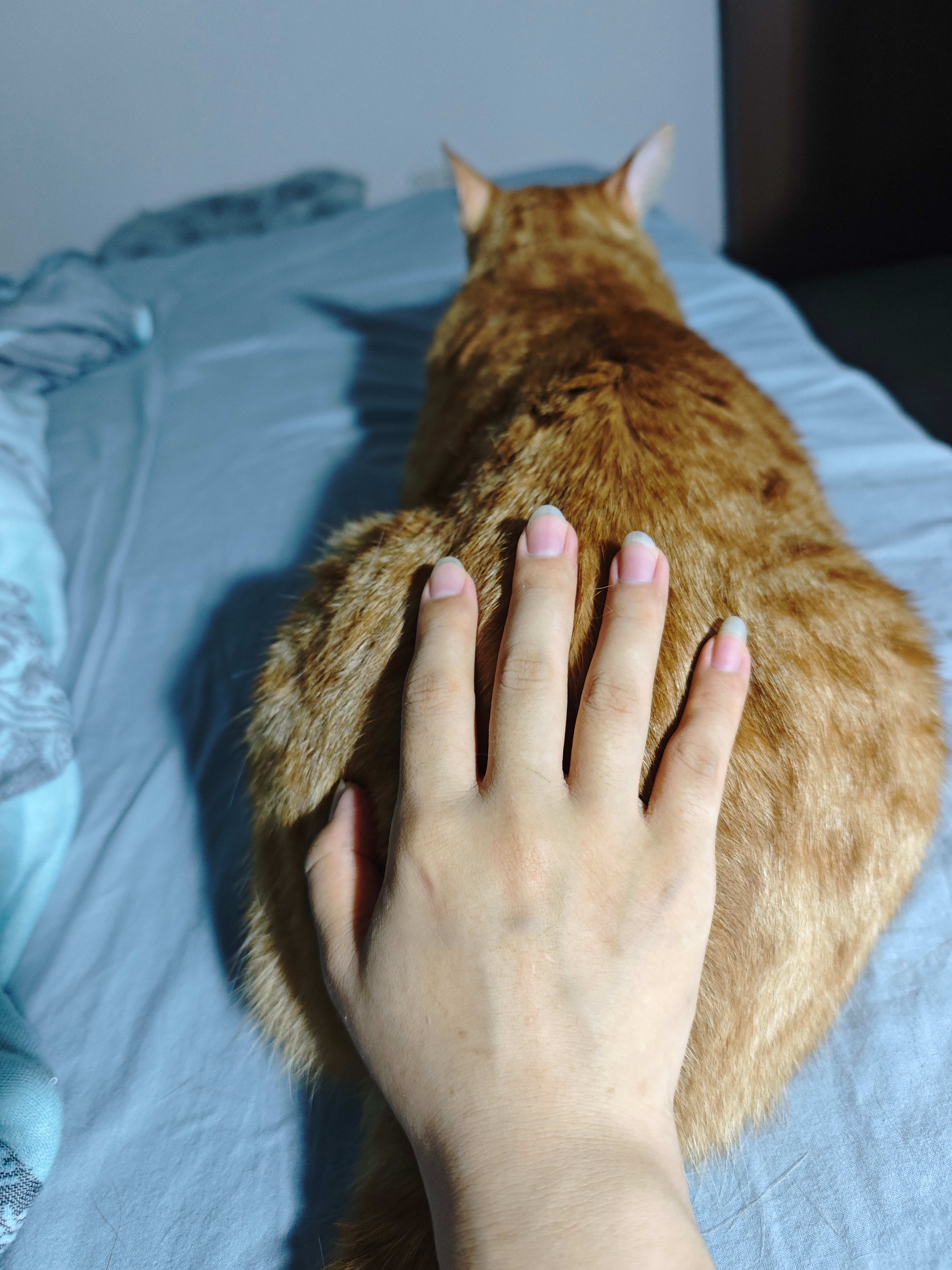 每日萌宠打卡萌宠哄完老二，老妈子就能闭眼了