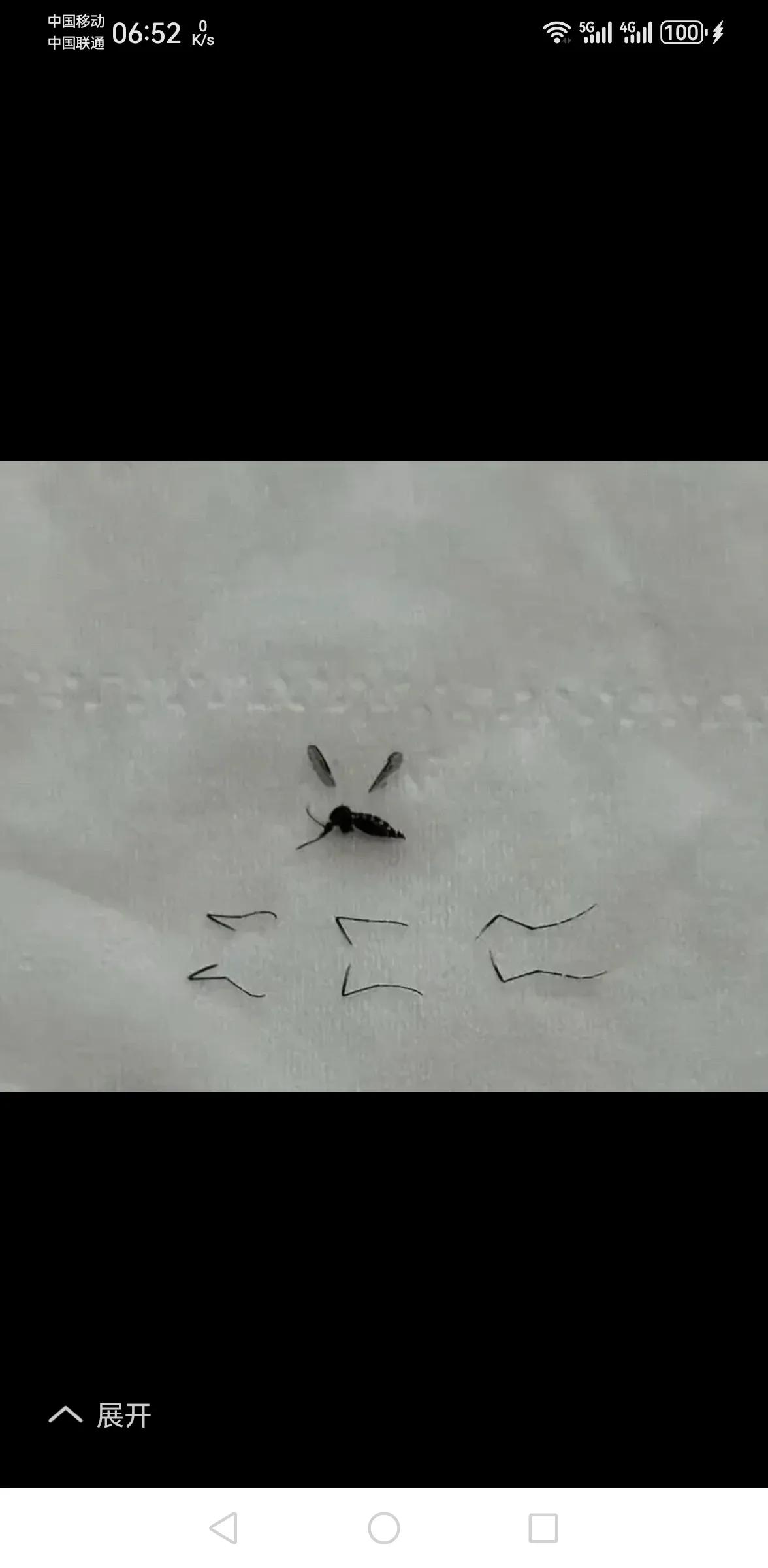 一只夏天的蚊子几经叮咬，让房主痛苦不堪，遂大动杀机，后果惨不忍睹。见此情景，感触