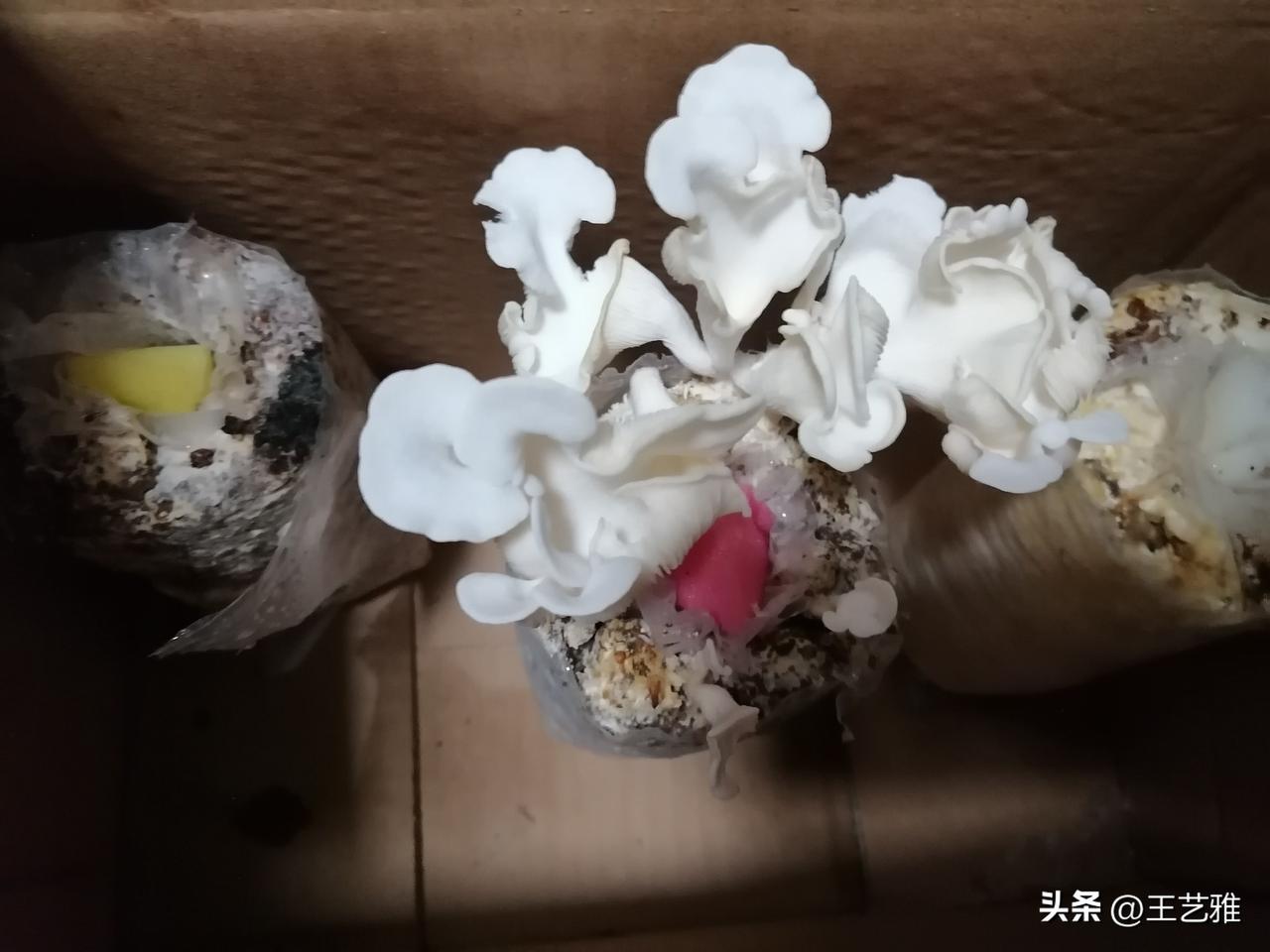 退休第645天，早安。

三个菌棒，一个已经长成花，那两个还没动静，咋回事？
