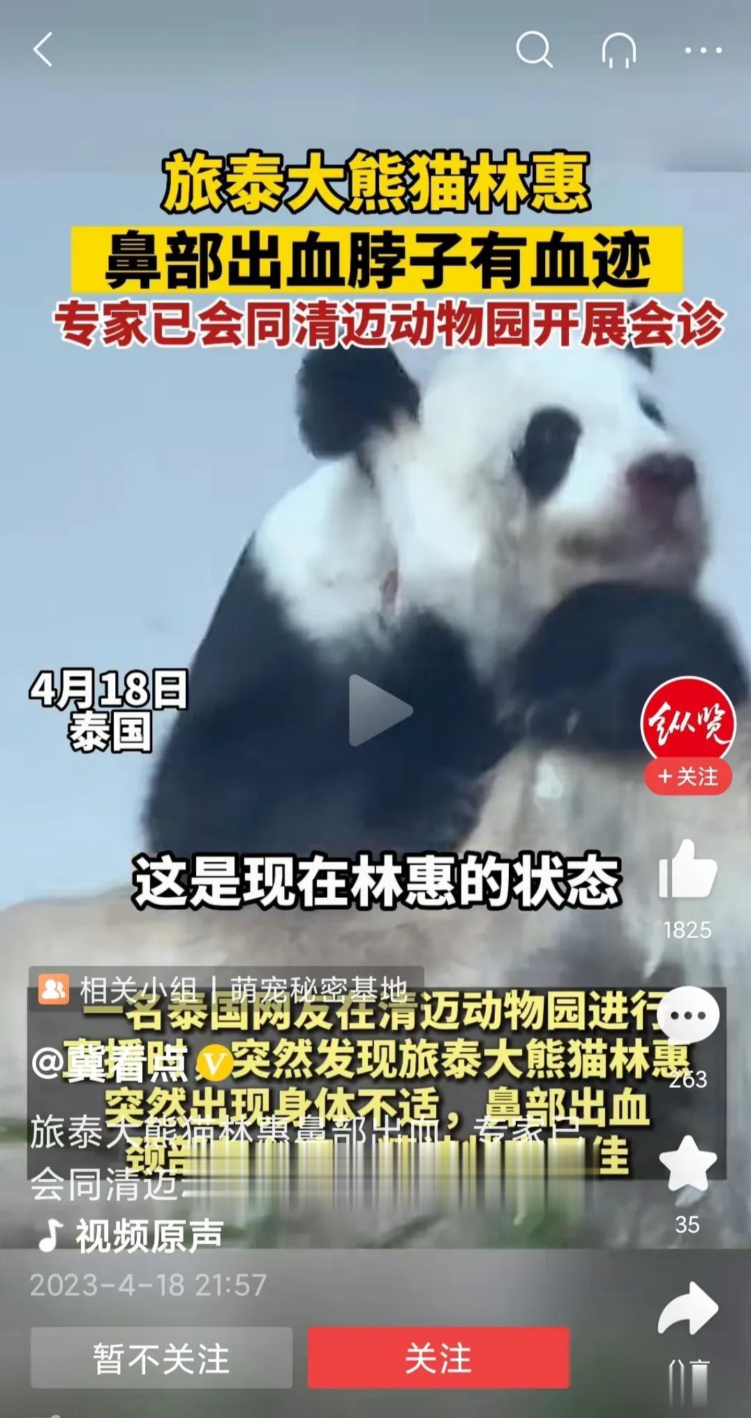 泰国大熊猫林慧已经死亡了，对这件事无话可说，希望一些人做事也讲点良心，国宝连续死