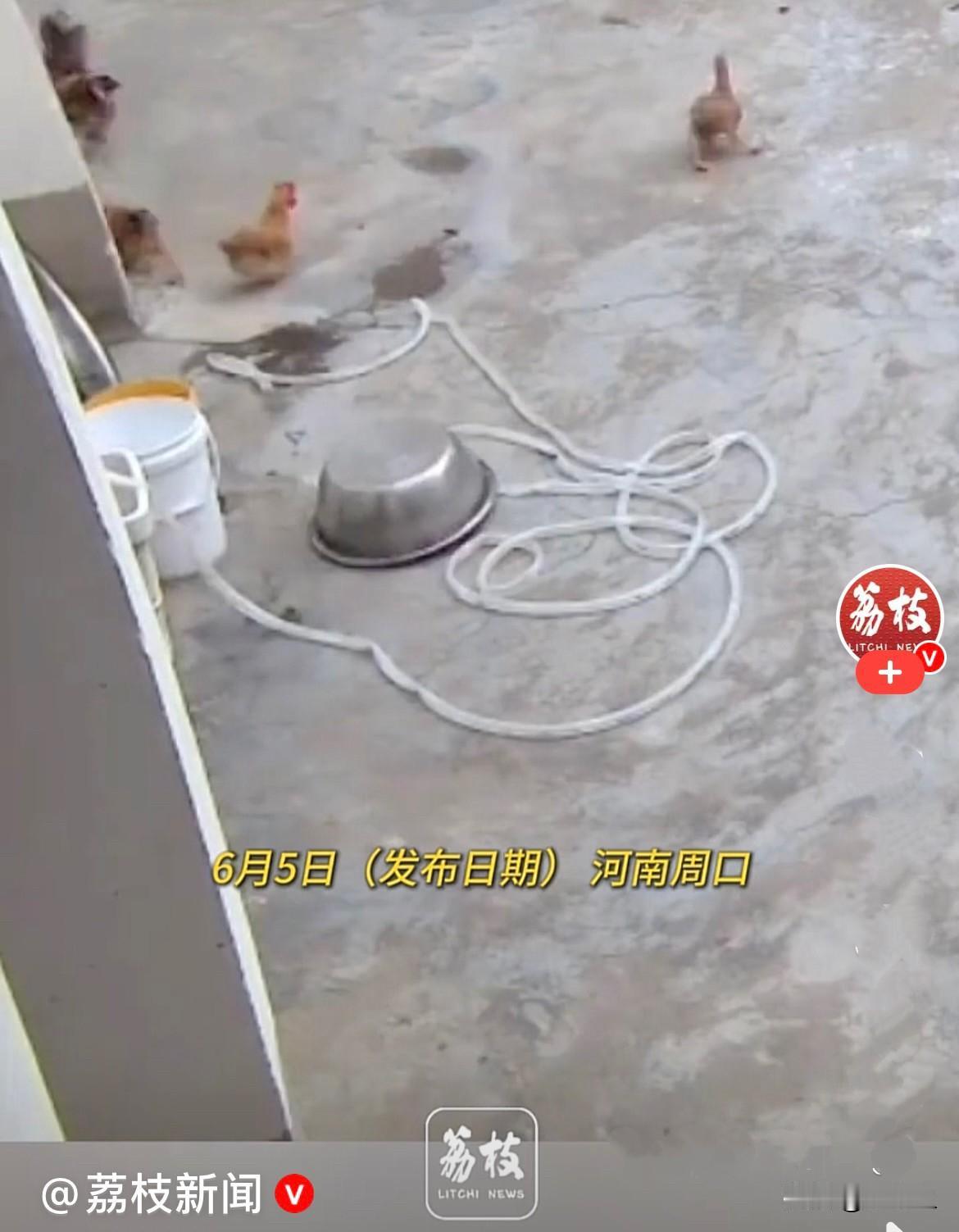 近日，河南周口李女士家的趣事太搞笑了，看完直接笑到停不下来……
       这