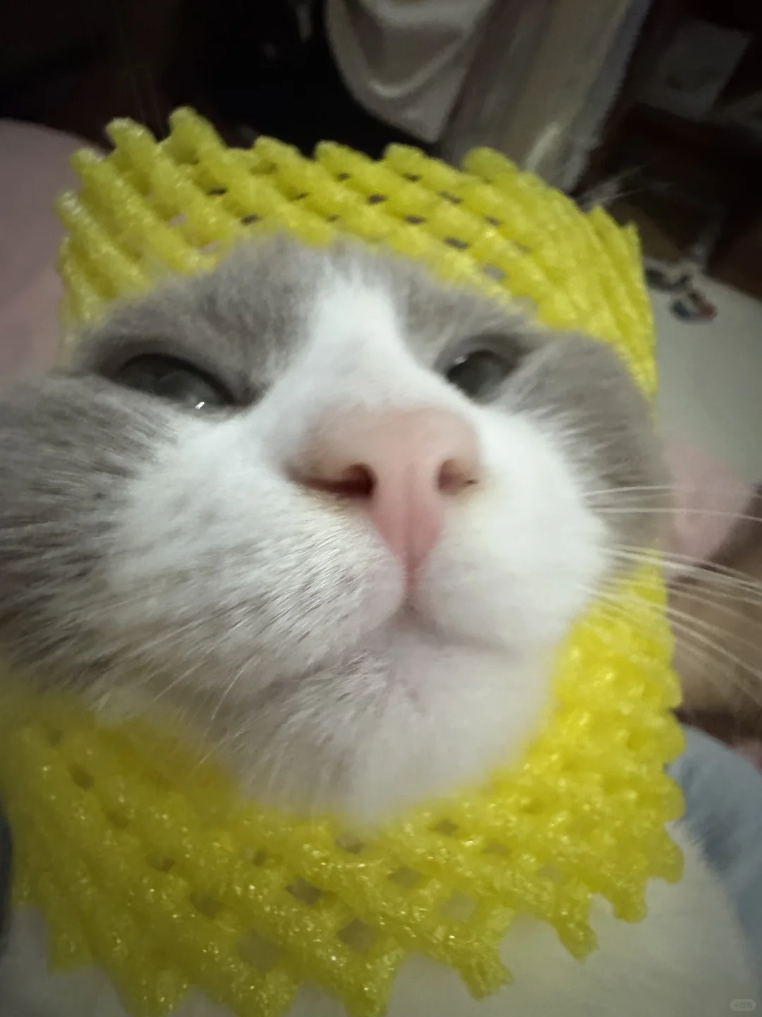 交换一张小猫的丑照（需要小猫本人同意）