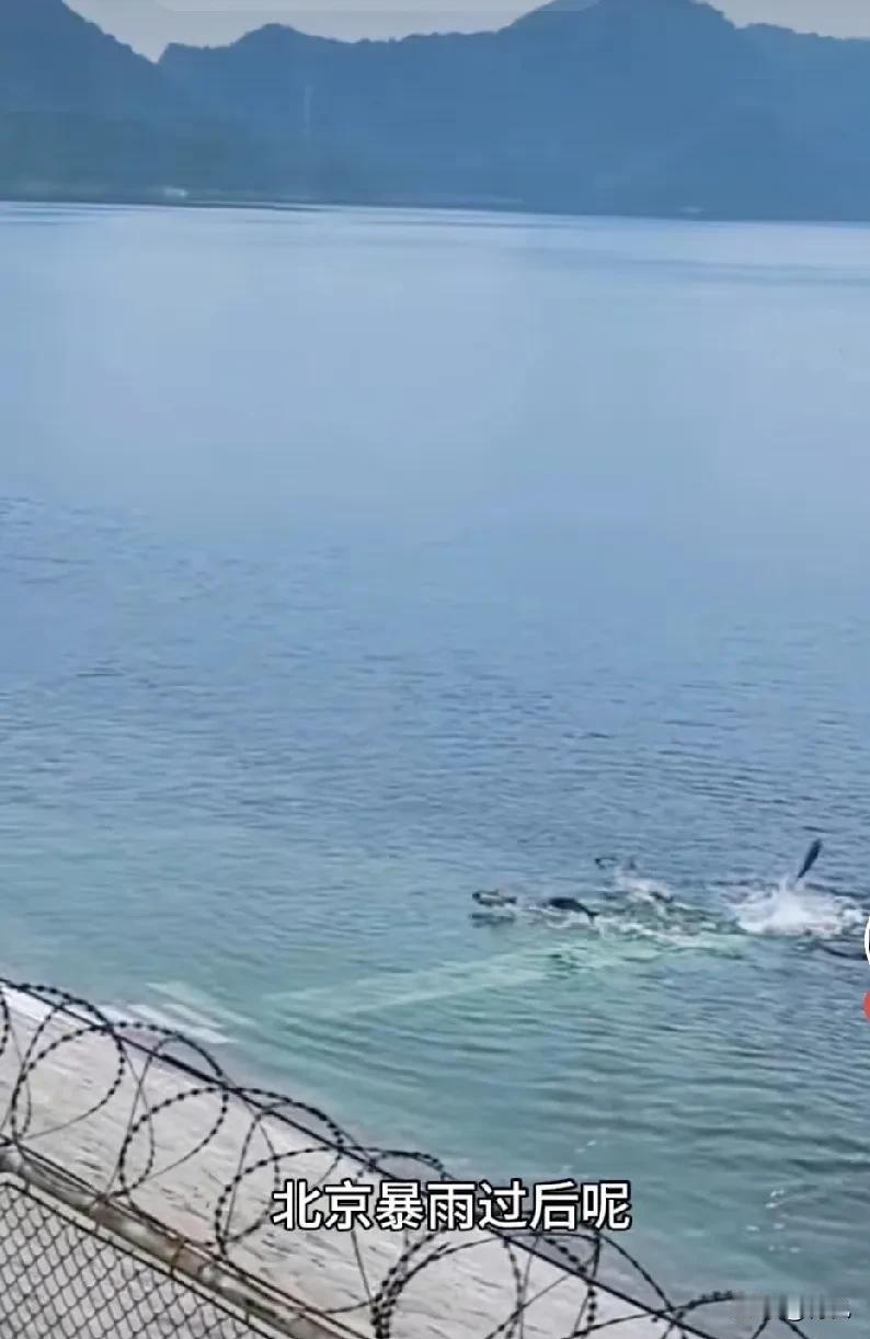 为了应对上游来水，密云水库开闸放水，甚是壮观！

密云水库是我们华北地区最大的综
