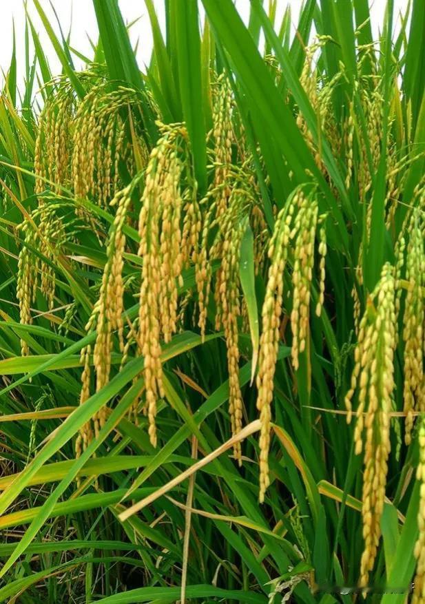 我建议可以到农村承包50亩田地，
不打农药，尽量原生态种植，
稻田里同时还可以养